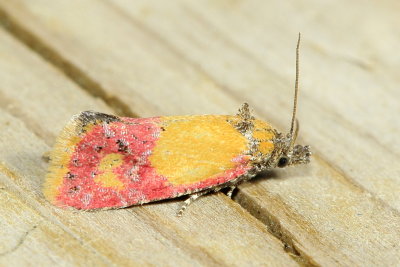 Primrose Cochylid, Hodges#3848 Atroposia oenotherana