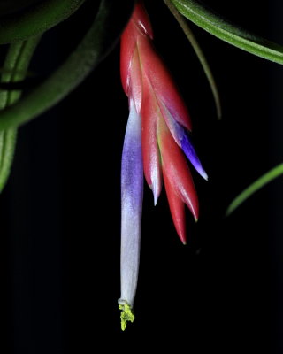 Tillandsia caput-medusae