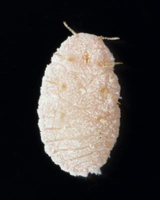 Pseudococcidae