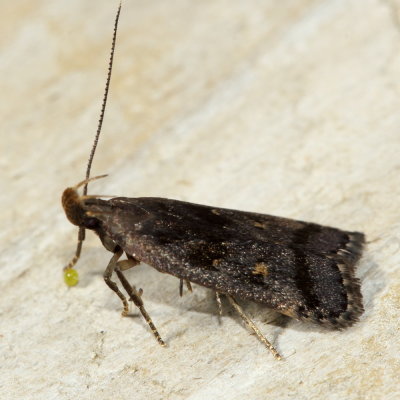 Hodges#2298 Dichomeris juncidella