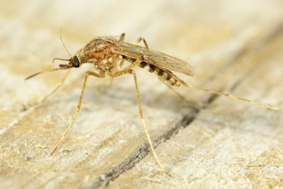 Cattail Mosquito, Coquillettidia perturbans