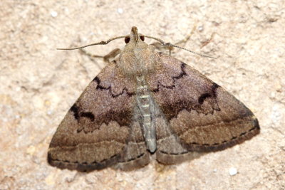 Toothed Fanfoot, Hodges#8349.1 Zanclognatha dentata