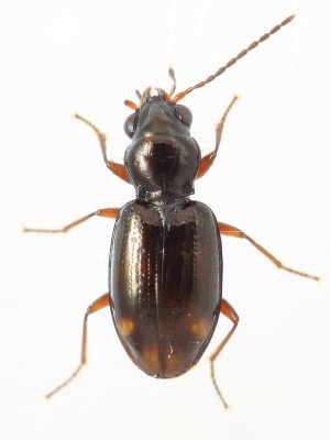 Bembidion (Trepanedoris) concretum