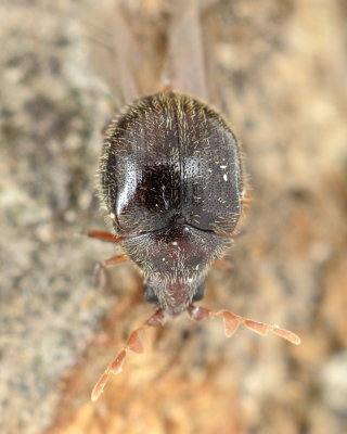 Puffball Beetle (Caenocara sp.)