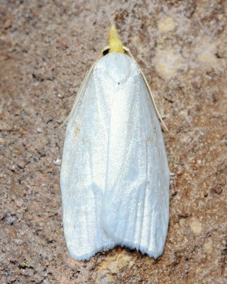 Maple-Basswood Leafroller, Hodges#3725 Cenopis pettitana