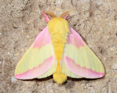 Rosy Maple Moth, Hodges#7715 Dryocampa rubicunda