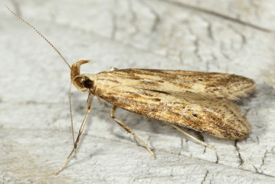 Burdock Seedhead Moth, Hodges#1685 Metzneria lappella