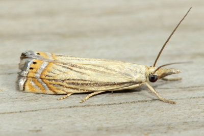 Cranberry Girdler, Hodges#5391 Chrysoteuchia topiarius