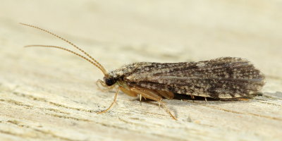 Polycentropodidae