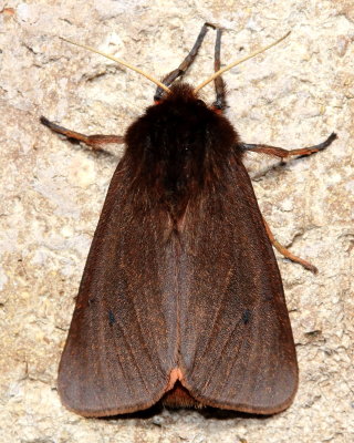 Ruby Tiger Moth, Hodges#8156 Phragmatobia fuliginosa