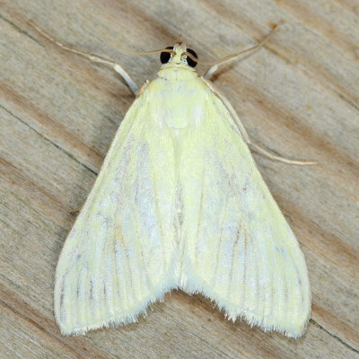 Carrot Seed Moth, Hodges#4986.1 Sitochroa palealis