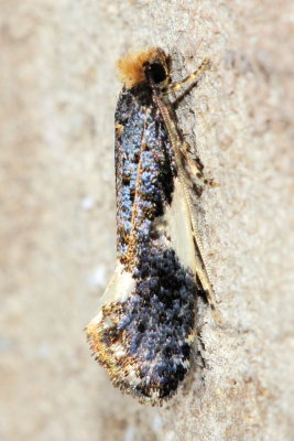 Orange-headed Monopis, Hodges#0421 Monopis spilotella