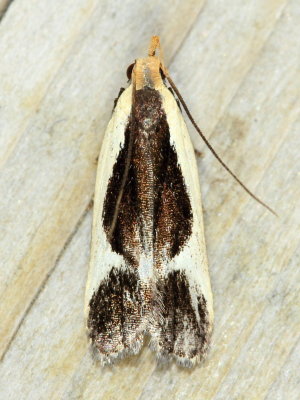 Cream-bordered Dichomeris, Hodges#2295 Dichomeris flavocostella