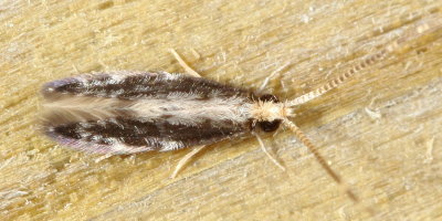 Orthotrichia sp.