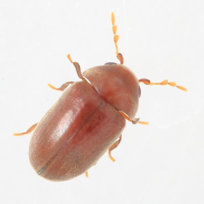 Tricorynus sp.