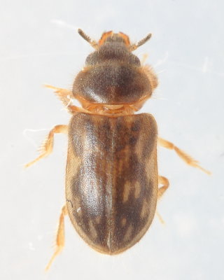 Heterocerus cf. fenestratus