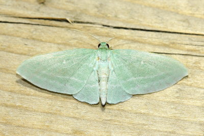 The Bad-Wing, Hodges#7648 Dyspteris abortivaria