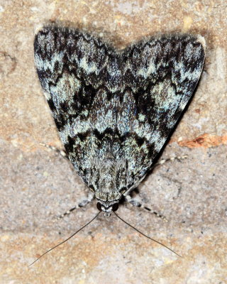 Little Lined Underwing, Hodges#8878/8878.1 Catocala lineella