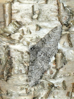 Peppered Moth, Hodges#6640 Biston betularia