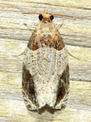 Hydrangea Leaftier, Hodges#2827 Olethreutes ferriferana