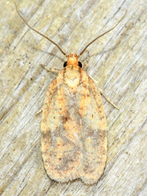 Four-dotted Agonopterix, Hodges#0882 Agonopterix robiniella