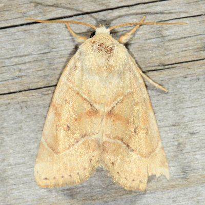 American Dun-bar Moth, Hodges#9815 Cosmia calami