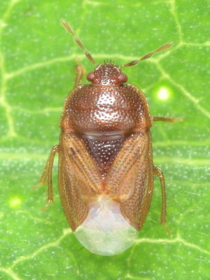 Amnestus pusillus