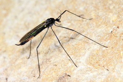 Gnophomyia tristissima
