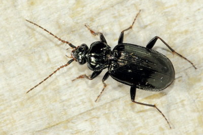 Loricera pilicornis