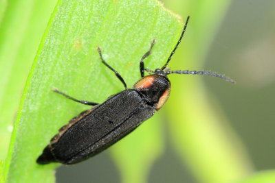 Pyropyga decipiens