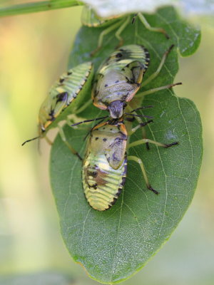 Green Stink Bug (Chinavia hilaris)