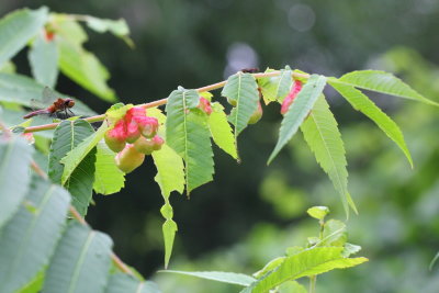 Sumac Gall Aphid (Melaphis rhois)