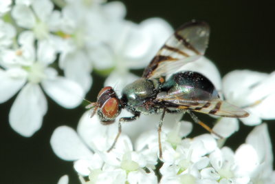 Signal Fly (Rivellia variabilis), family Platystomatidae