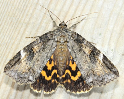 Locust Underwing, Hodges#8719 Euparthenos nubilis