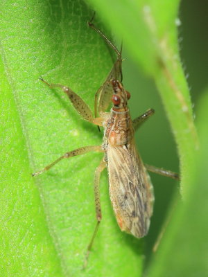 Nabis roseipennis