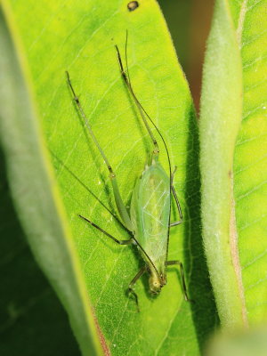 Black-horned Tree Cricket (Oecanthus nigricornis)