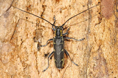  Elm Borer, Saperda tridentata (Lamiinae)