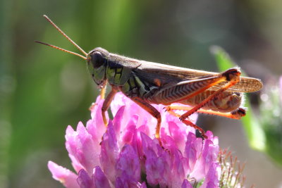 Order Orthoptera - Grasshoppers, Crickets, Katydids