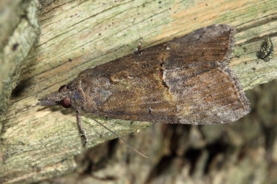Green Cloverworm Moth, Hodges#8465 Hypena scabra