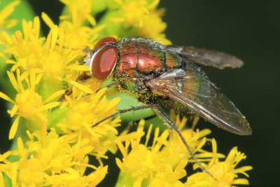 Lucilia coeruleiviridis
