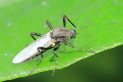 Family Ceratopogonidae - Biting Midges