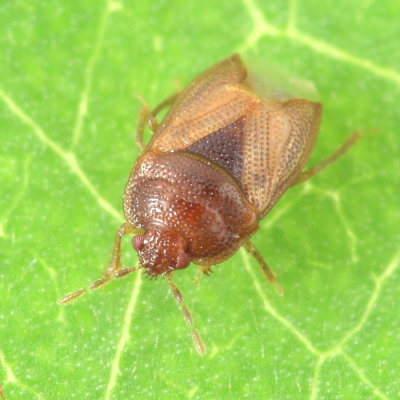 Amnestus pusillus