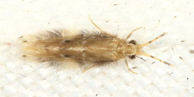 Oxyethira sp.