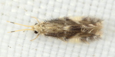 Oxyethira sp.