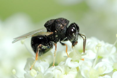 Perilampus sp., family Perilampidae