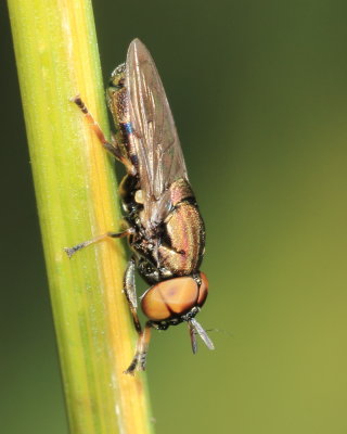 Orthonevra pictipennis