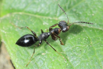 Gonatopodinae