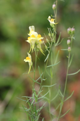 Yellow Toadflax (Linaria vulgaris)