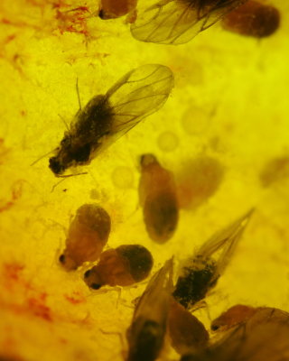 Sumac Gall Aphid (Melaphis rhois)