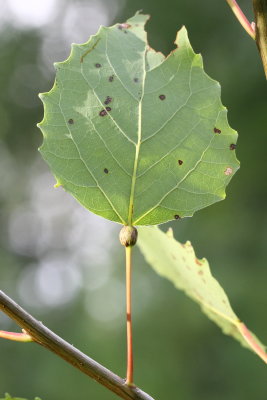 Hodges#0052 Ectoedemia populella 